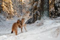 The European Lynx in Bavaria