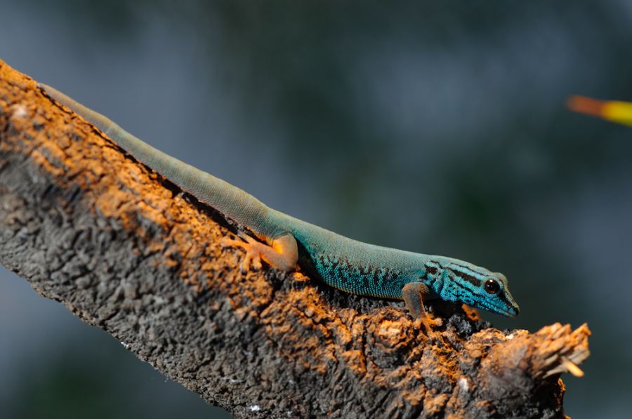 Blauer Haftschwanzzwerggecko (Lygodactylus williamsi)