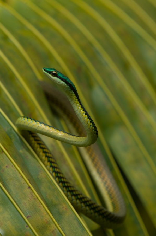 Papageienschlange (Leptophis mexicana)