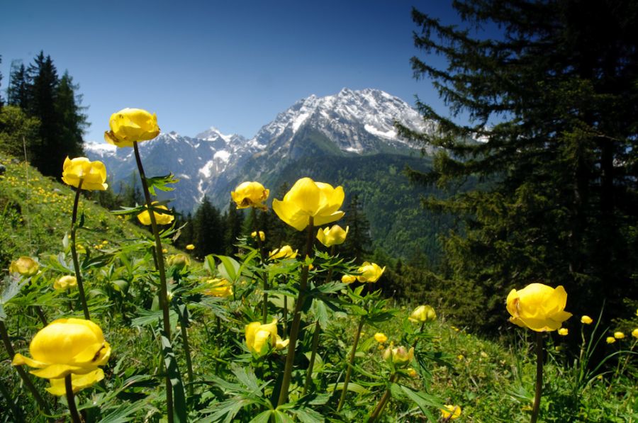 Trollblumen im Nationalpark Berchtesgaden