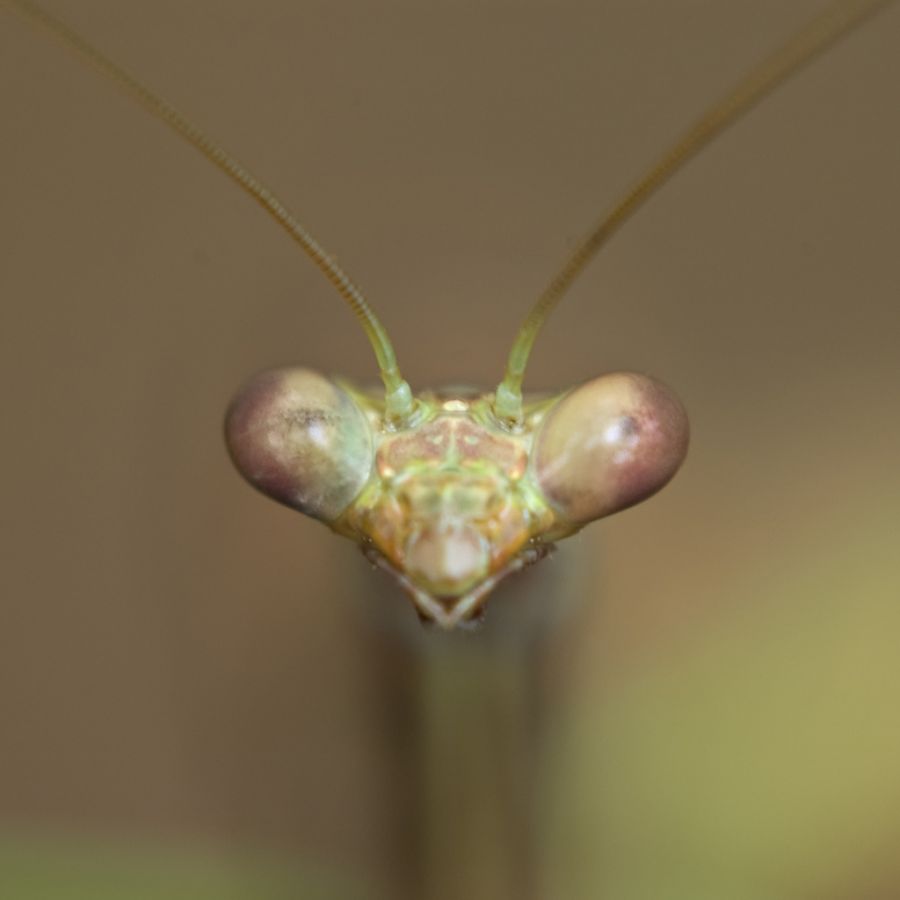 Gottesanbeterin (Mantis sp.) ; Honduras