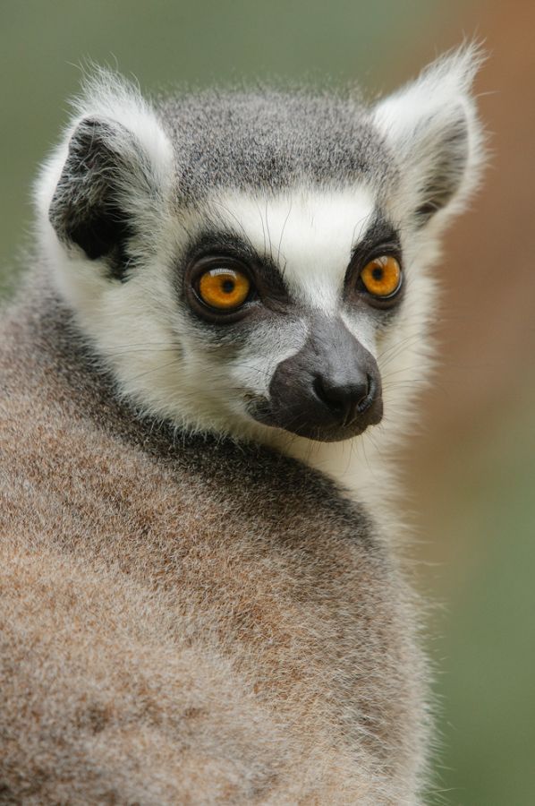 Katta (Lemur catta) - C