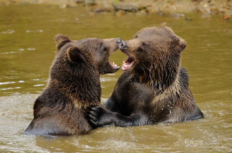 Spielende Braunbären (Ursus arctos)