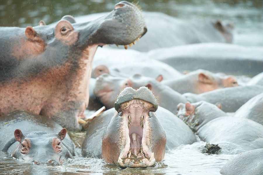 Flusspferde im Ngorongoro Crater