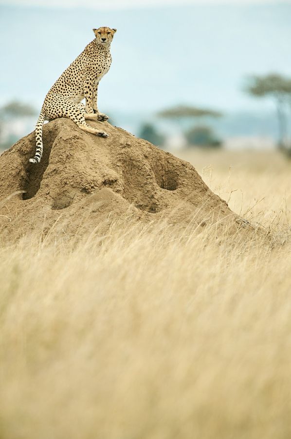 Gepard ruft von Aussichtspunkt