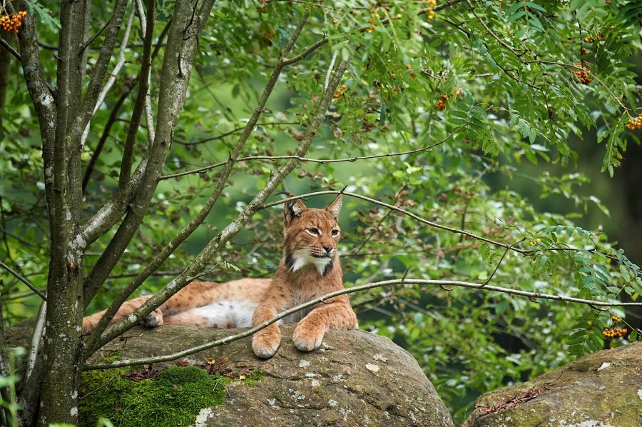 Luchs (Lynx lynx) auf Fels