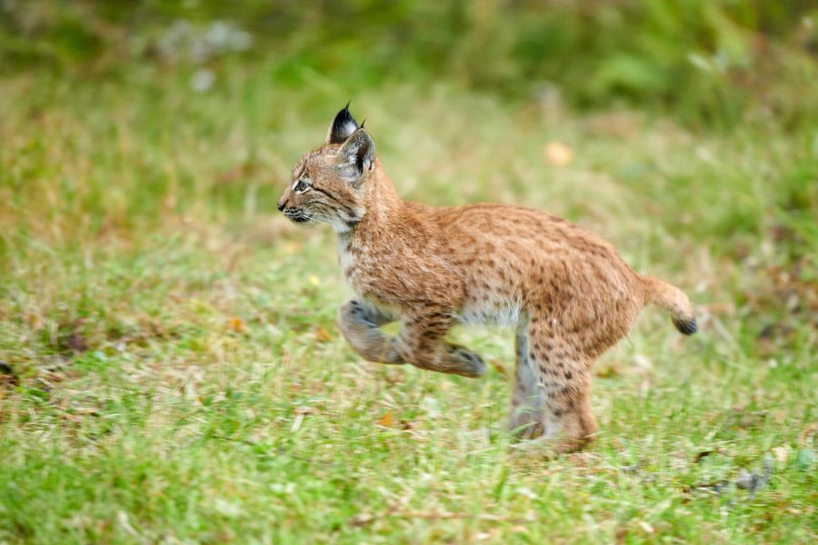 Jungluchs (Lynx lynx)