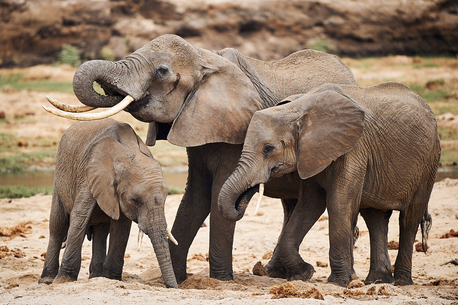Afrikanischer Elefant Loxodonta Africana Naturbild Galerie