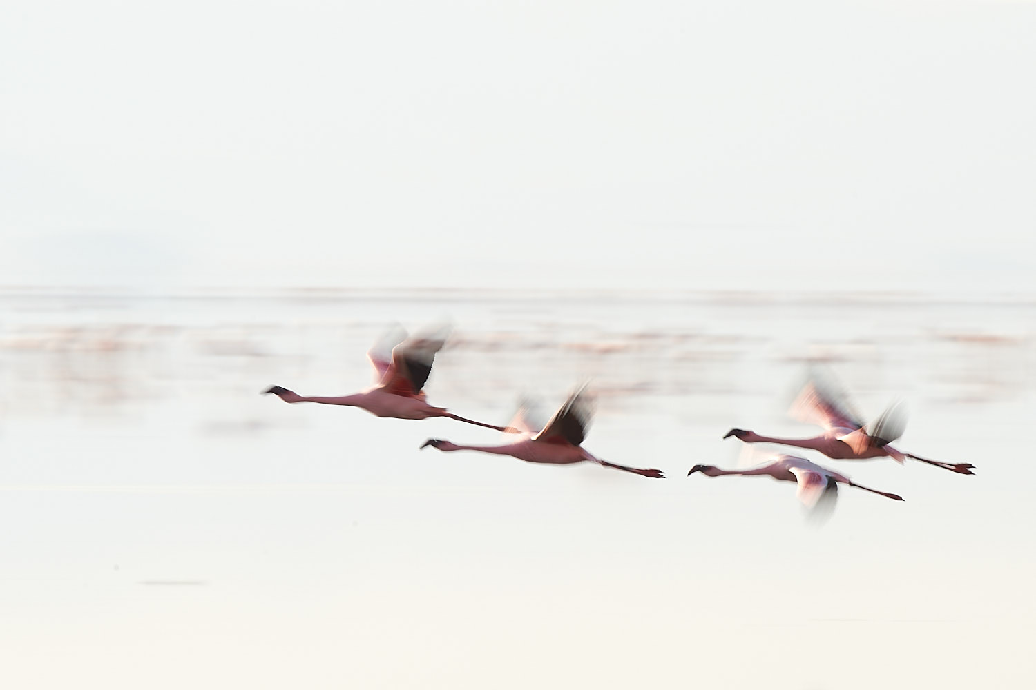 flamingo natron lake