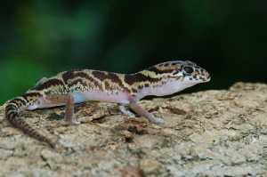 Geckos & Verwandte