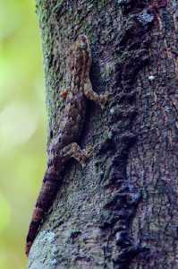 Geckos & Verwandte