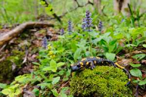 Feuersalamander (Salamandra salamandra) im Lebensraum