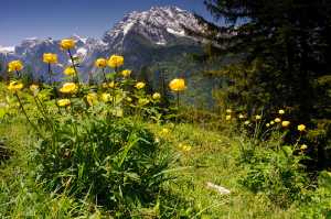 Trollblumen im Nationalpark Berchtesgaden