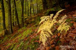 Herbst im Elbsandsteingebirge