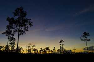 Sonnenaufgang in den Everglades