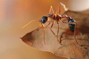 Ameisenwäsche (Myrmecia nigriceps)