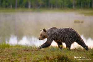 Braunbär (Ursos arctos)