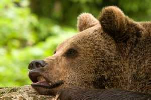 Braunbär (Ursos arctos) - C