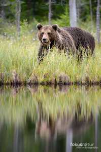 Wilder Braunbär (Ursos arctos)