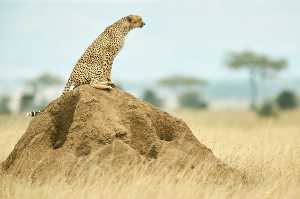 Gepard sitzt auf Termitenhügel