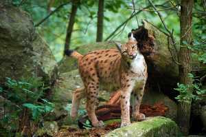 Markierender Luchs (Lynx lynx)