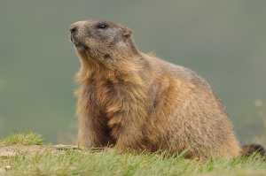 Adultes Alpenmurmeltier (Marmota marmota)