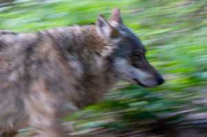 Europäischer Wolf (Canis lupus europaeus) - C