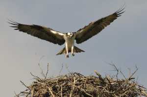 Fischadler (Pandion haliaetus) im Anflug auf sein Nest