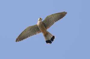 Rüttelnder Turmfalke (Falco tinnunculus)
