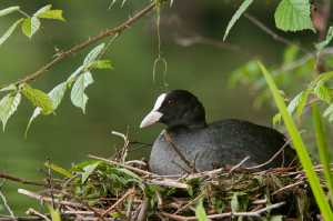 Blässhuhn (Fulica atra) auf dem Nest