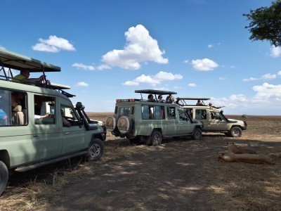 Safariautos und Löwenrudel